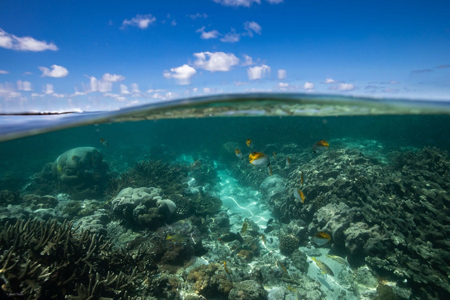 View of the clear ocean water and a coral reef with fish swimming around in Bazaruto Archipelago National Park