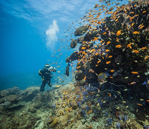Person scuba diving by a reef with lots of fish in the waters in Bazaruto Archipelog National Park